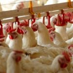 Deyznfekcja kurnika, Deratyzacja, HACCP, Bezpieczna deratyzacja, Gliwice, Śląsk