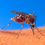 Siedem roślin, które odstraszają komary i muchy, Monitoring ddd, Kontrola szkodników, Likwidacja zapachów, Gliwice, Śląsk