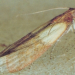 MKLIK MĄCZNY, Odszczurzanie, Likwidacja zapachów, Fumigacja, Gliwice, Śląsk