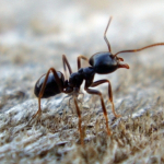 Jak pozbyć się domowych insektów: mrówek, moli, rybików cukrowych, Kontrola szkodników, HACCP, Monitoring ddd, Gliwice, Śląsk