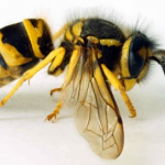 osa  (Vespa Germanica), Ddd, HACCP, Odszczurzanie, Gliwice, Śląsk
