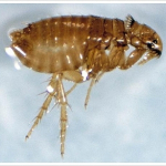 Pchły (Siphonaptera), Dezynsekcja, Likwidacja zapachów, HACCP, Gliwice, Śląsk