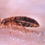Pluskwa domowa, Monitoring ddd, Gazowanie, Deratyzacja, Gliwice, Śląsk