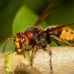 Szerszeń (vespa crabro), Fumigacja, Kontrola szkodników, Gazowanie, Gliwice, Śląsk