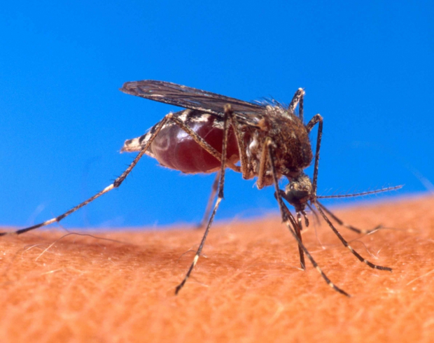 Siedem roślin, które odstraszają komary i muchy, Dezynsekcja, Monitoring ddd, Gliwice, Śląsk