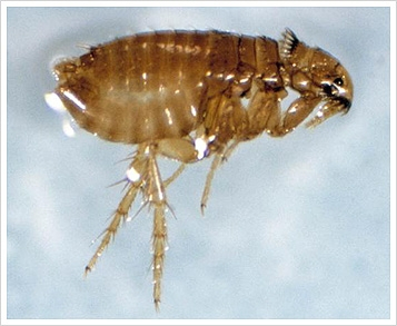 Pchły (Siphonaptera), Gazowanie, Odszczurzanie, Gliwice, Śląsk