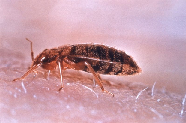 Pluskwa domowa, Ddd, Fumigacja, Gliwice, Śląsk