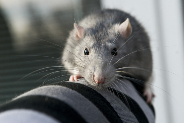 Deratyzacja, Deratyzacja knurów, Deratyzacja gliwice, Gliwice, Śląsk