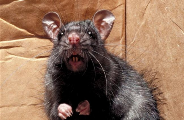 Horror w domu! Szczur wyszedł mu z sedesu, Deratyzacja, Bezpieczna deratyzacja, Gliwice, Śląsk