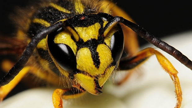 Interwencyjne usuwanie gniazd Szerszeni oraz Os, Deratyzacja, Dezynsekcja, Gliwice, Śląsk