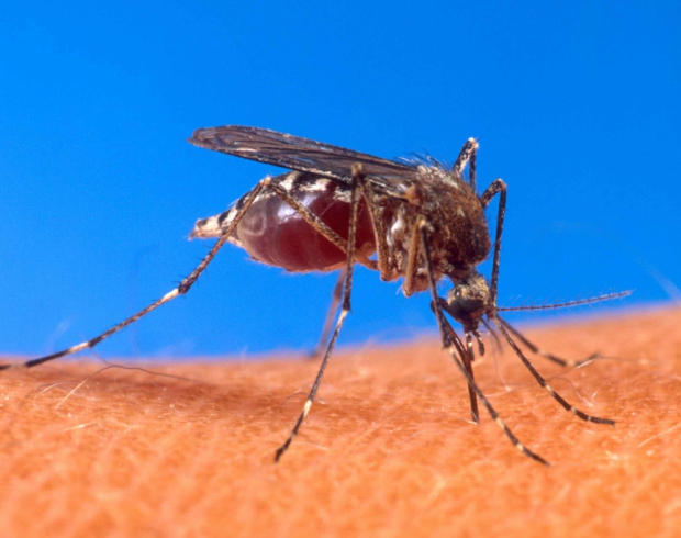 Komary (Culicidae), Bezpieczna deratyzacja, Odszczurzanie, Gliwice, Śląsk
