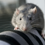 Deratyzacja, Dezynfekcja, Dezynsekcja, Odszczurzanie, Gliwice, Śląsk