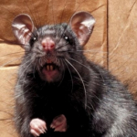 Horror w domu! Szczur wyszedł mu z sedesu, Bezpieczna deratyzacja, Monitoring ddd, Dezynfekcja, Gliwice, Śląsk